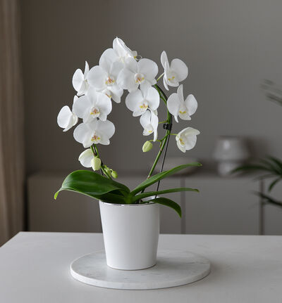 Hvit orkidé på bøyle i hvit potte